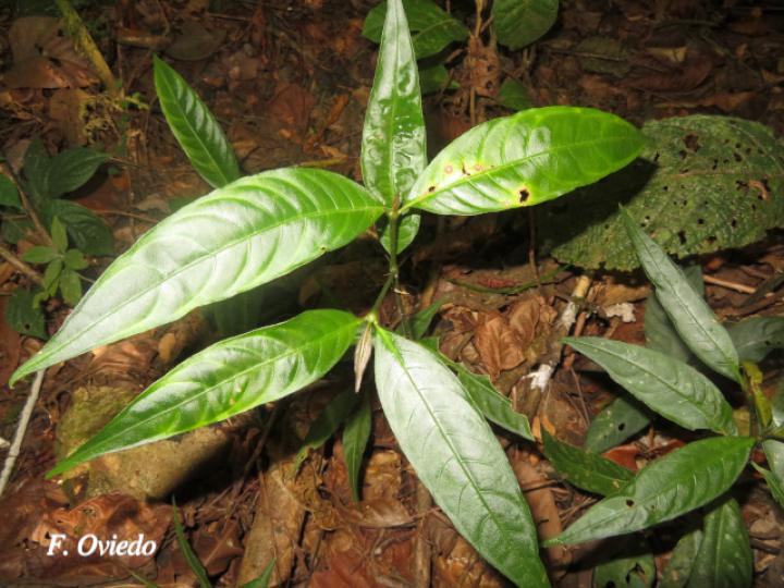 Psychotria platypoda
