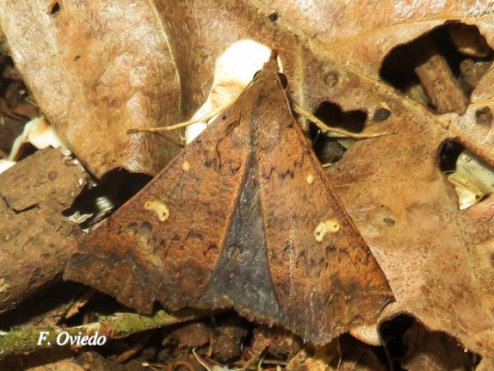 Renia discoloralis (Polilla Renia descolorida)