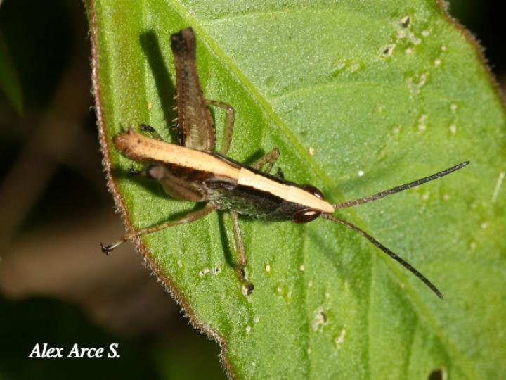 Silvitettix biolleyi