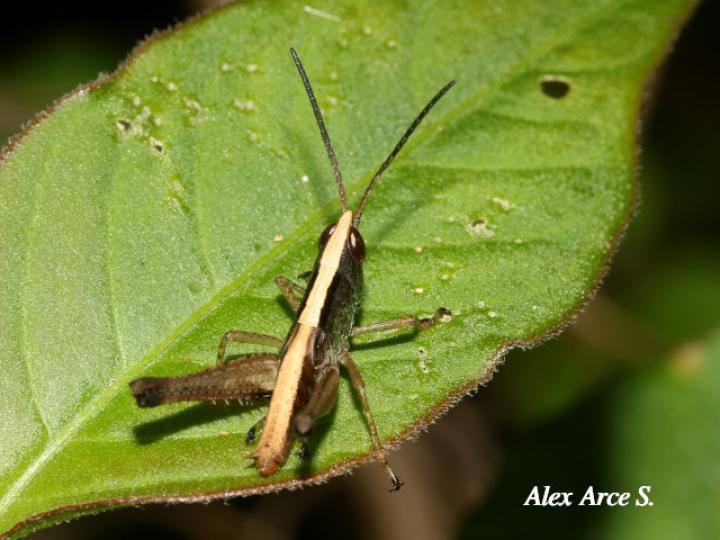 Silvitettix biolleyi