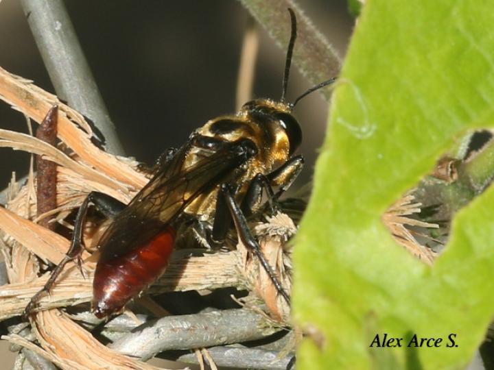 Sphex dorsalis