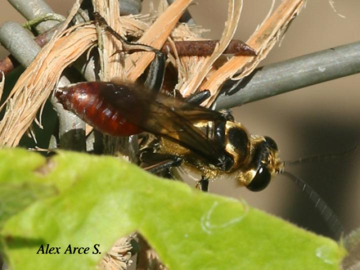 Sphex dorsalis
