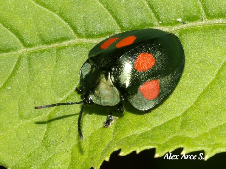 Stolas lebasii (Escarabajo tortuga)