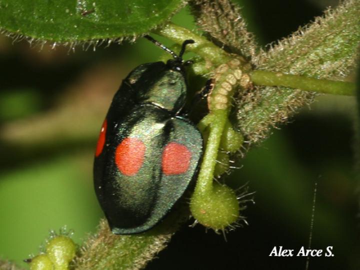 Stolas lebasii (Escarabajo tortuga)