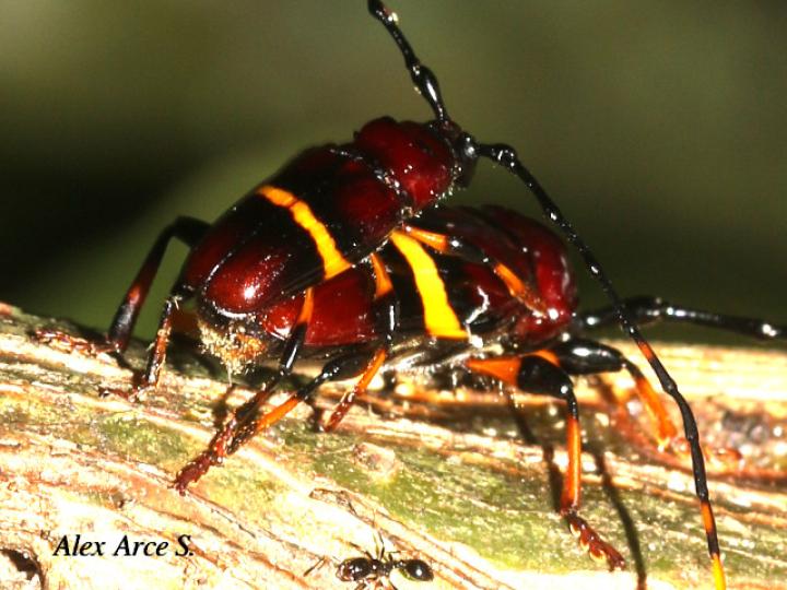 Trachyderes elegans