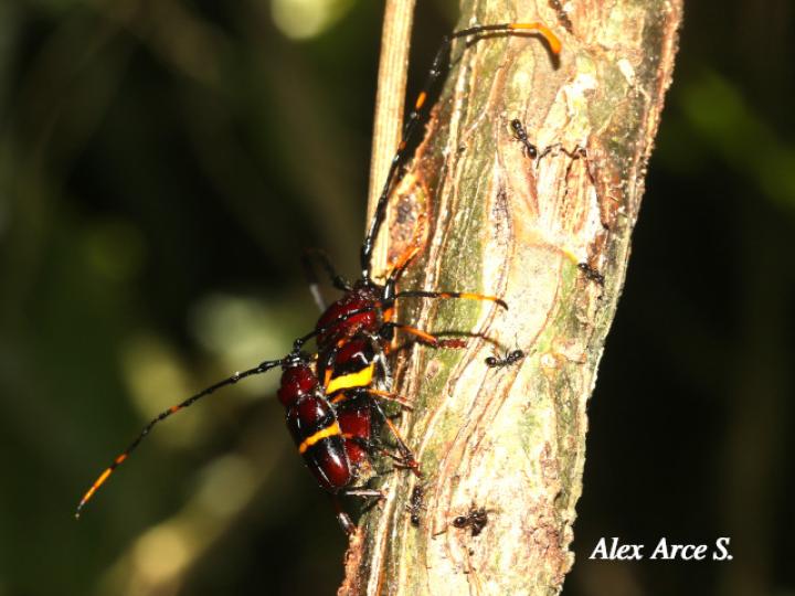 Trachyderes elegans