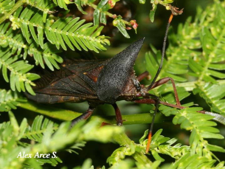 Mozena lurida (Chinche pata de hoja)