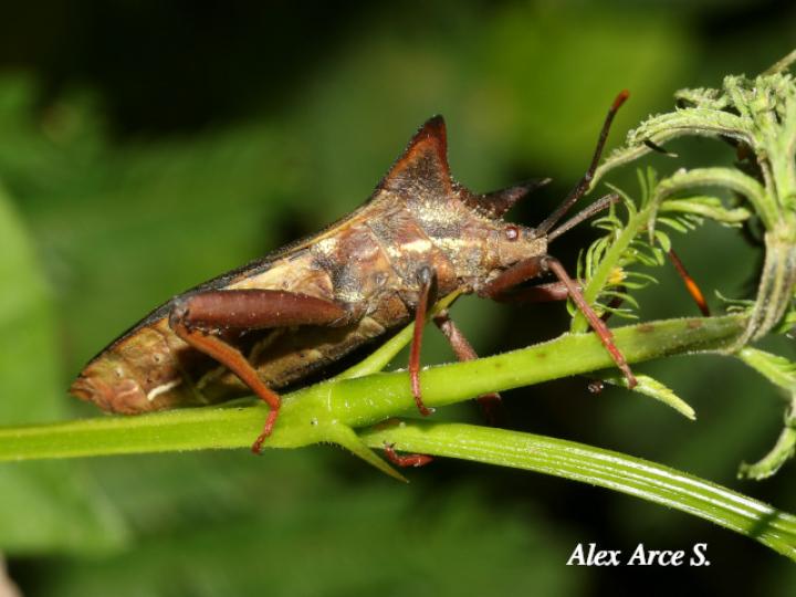 Mozena lurida (Chinche pata de hoja)