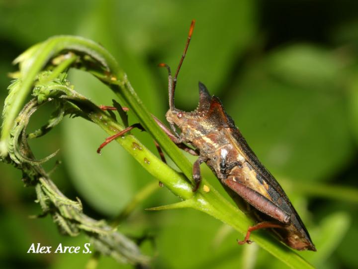 Mozena lurida (Chinche pata de hoja)