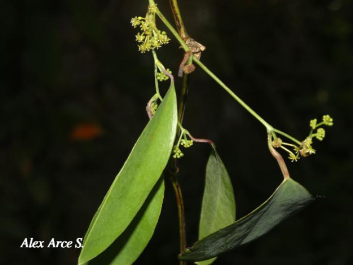 Smilax dominguensis (Cuculmeca)