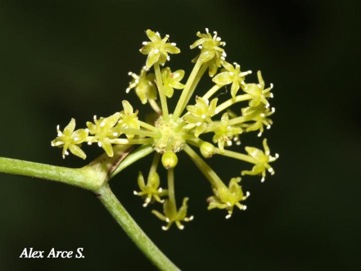 Smilax dominguensis (Cuculmeca)