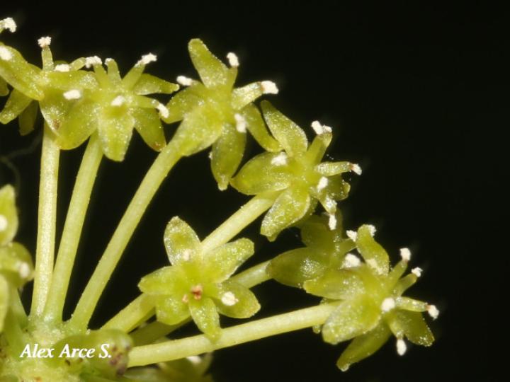 Smilax dominguensis (Cuculmeca)