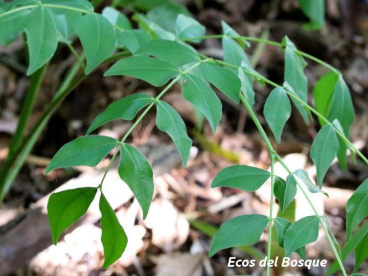 Abarema adenophora (Ojo de gringo)