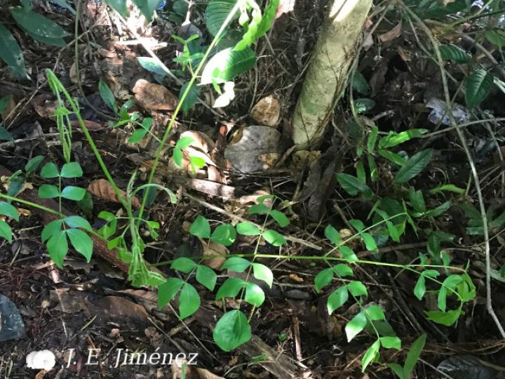 Abarema adenophora (Ojo de gringo)