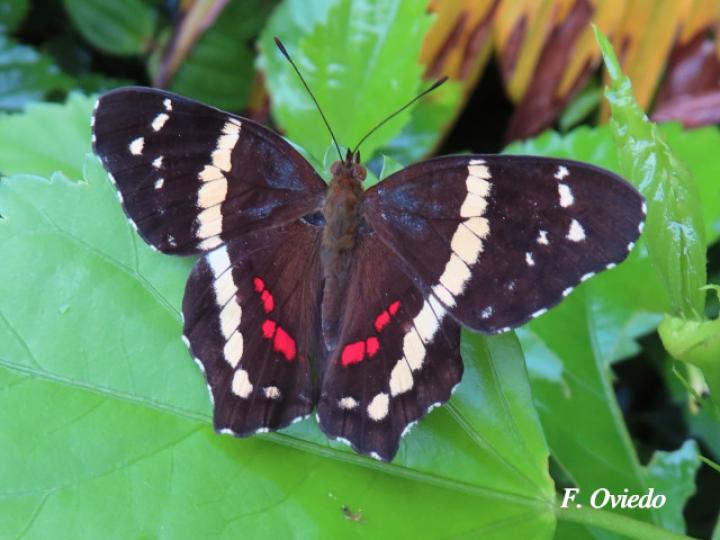 Anartia fatima fatima