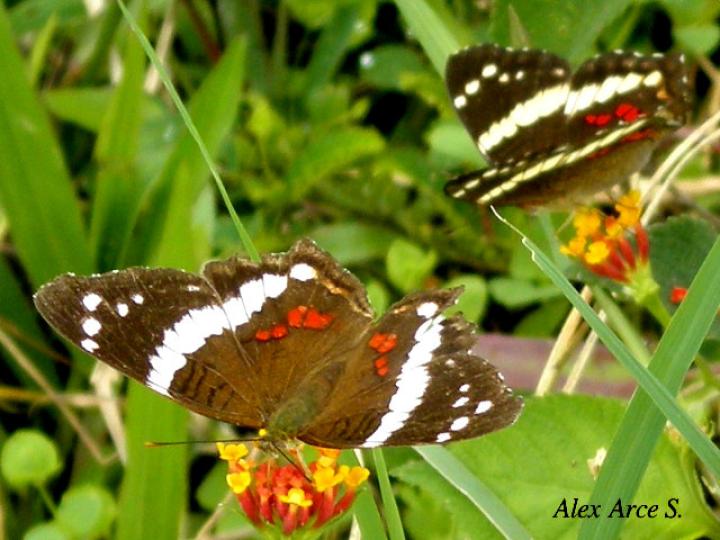 Anartia fatima fatima