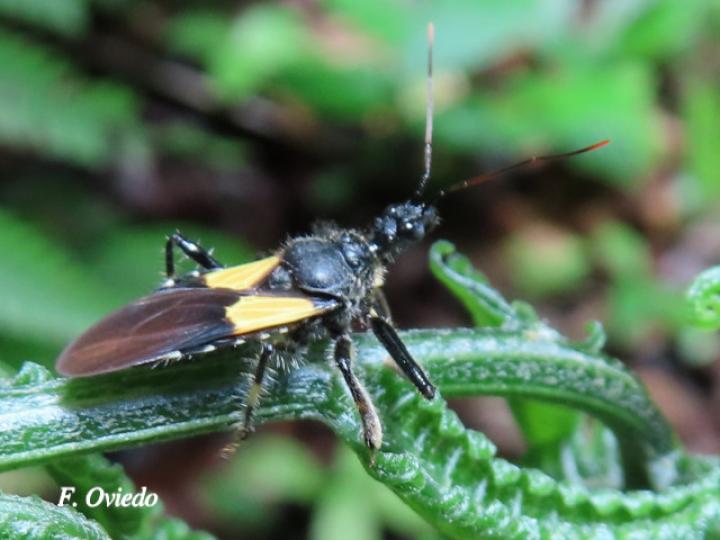 Apiomerus binotatus (Chinche asesina de abejas)