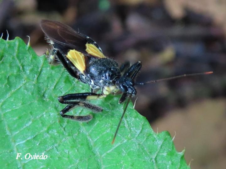 Apiomerus binotatus (Chinche asesina de abejas)