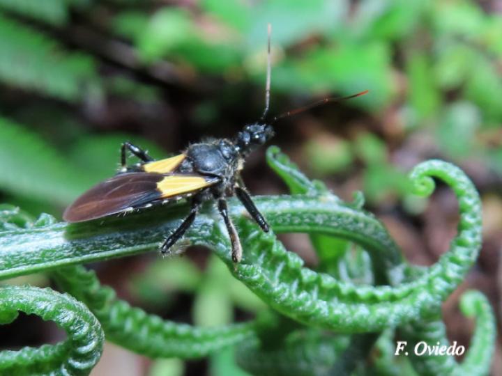 Apiomerus binotatus (Chinche asesina de abejas)