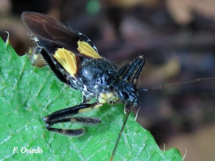 Apiomerus binotatus (Chinche asesina de abejas)