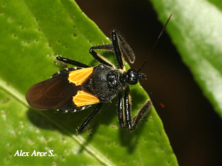 Apiomerus binotatus (Chinche asesina de abejas)