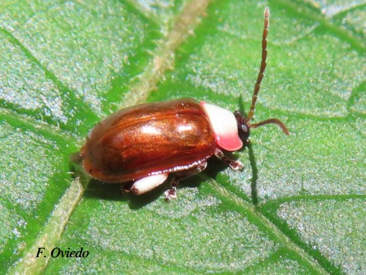 Asphaera chontalensis