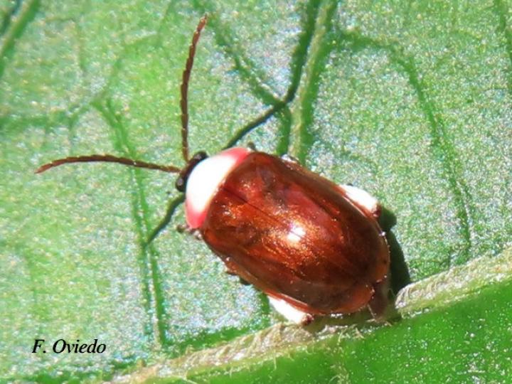 Asphaera chontalensis