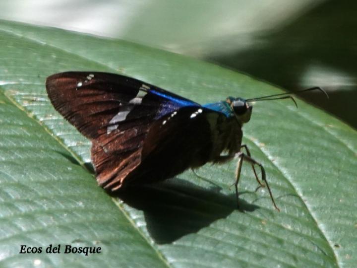 Astraptes fulgerator (Saltarina relámpago azul)