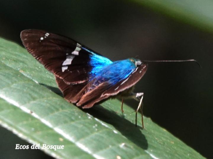 Astraptes fulgerator (Saltarina relámpago azul)