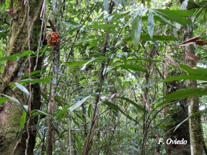 Bactris glandulosa (Chontadura)