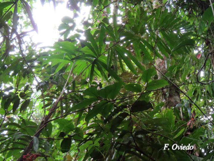Bactris glandulosa (Chontadura)