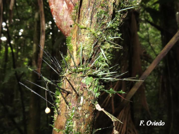 Bactris glandulosa (Chontadura)