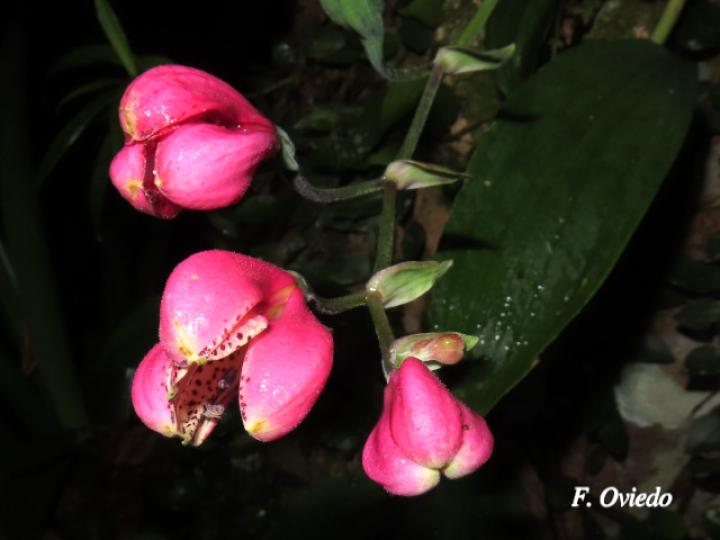 Bomarea obovata (Papa de venado)