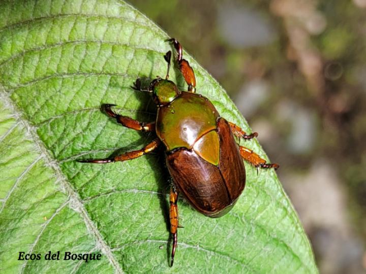 Calomacraspis haroldi