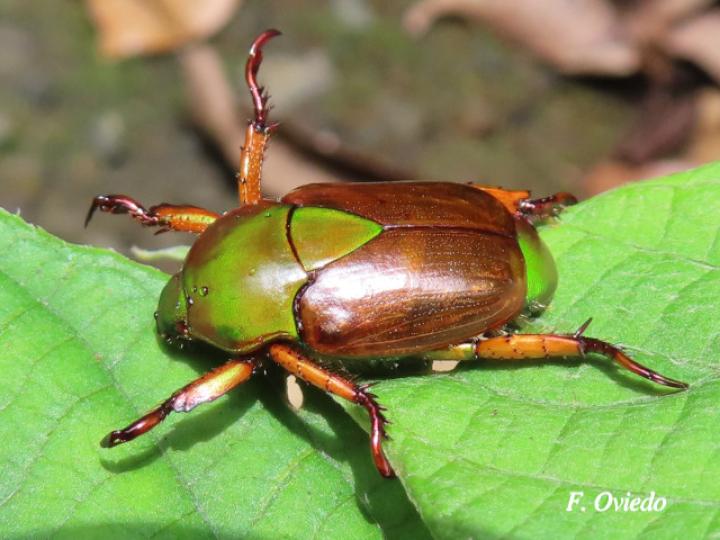 Calomacraspis haroldi