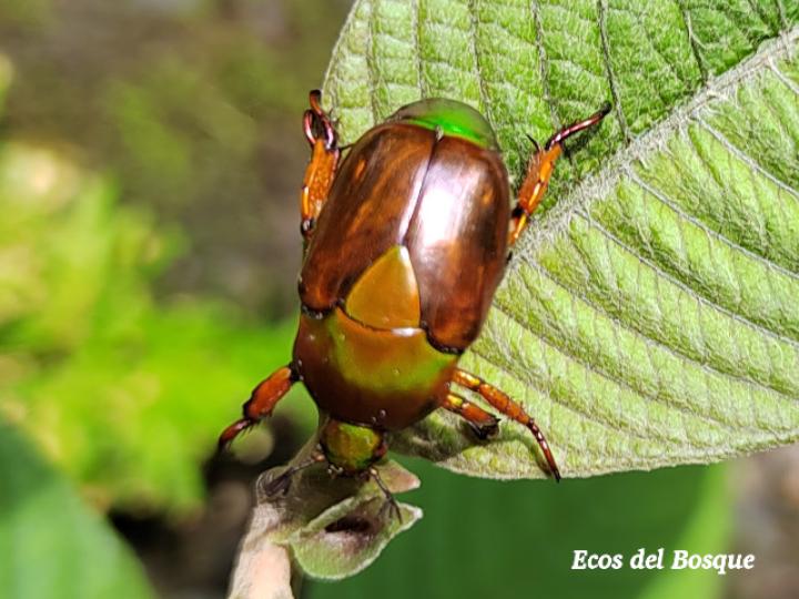 Calomacraspis haroldi