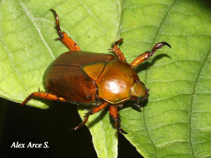 Calomacraspis haroldi