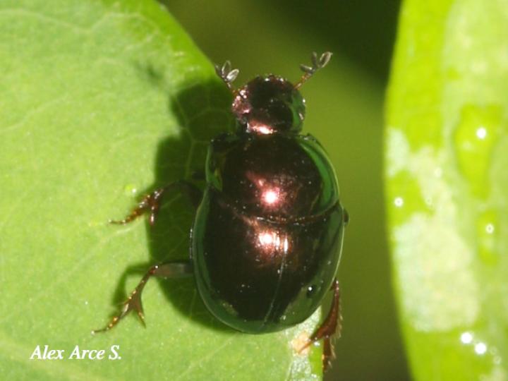 Canthon viridis (Escarabajo pelotero)
