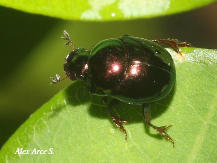 Canthon viridis (Escarabajo pelotero)