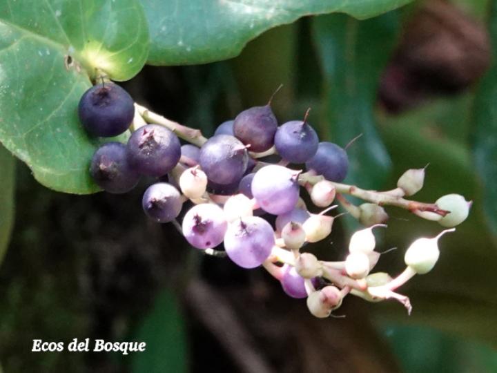 Cavendishia complectens