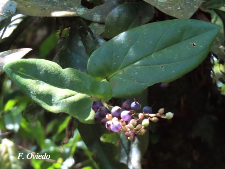 Cavendishia complectens