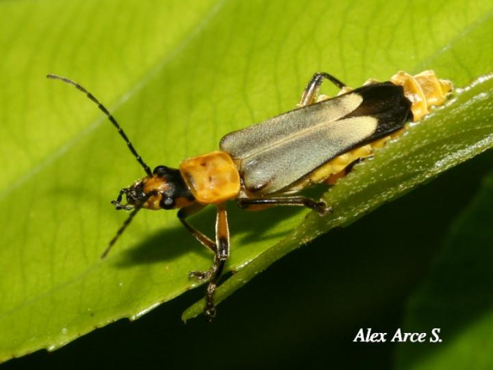 Chauliognathus sticticus