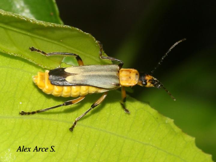 Chauliognathus sticticus