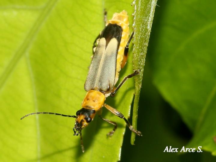Chauliognathus sticticus
