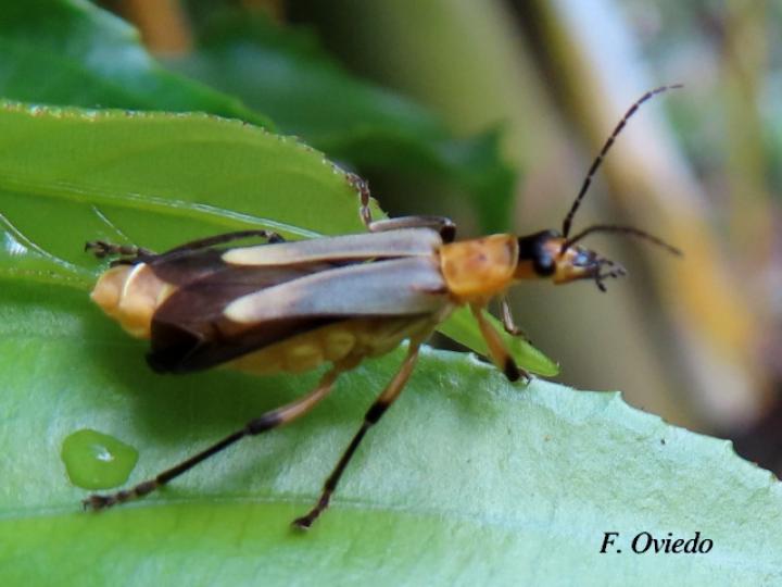 Chauliognathus sticticus