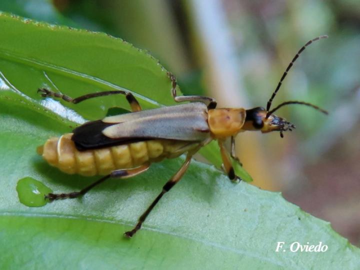 Chauliognathus sticticus