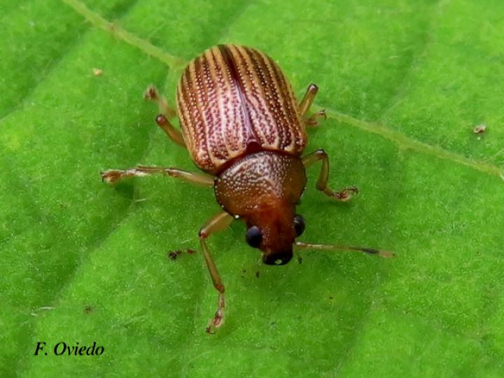 Colaspis brunnea