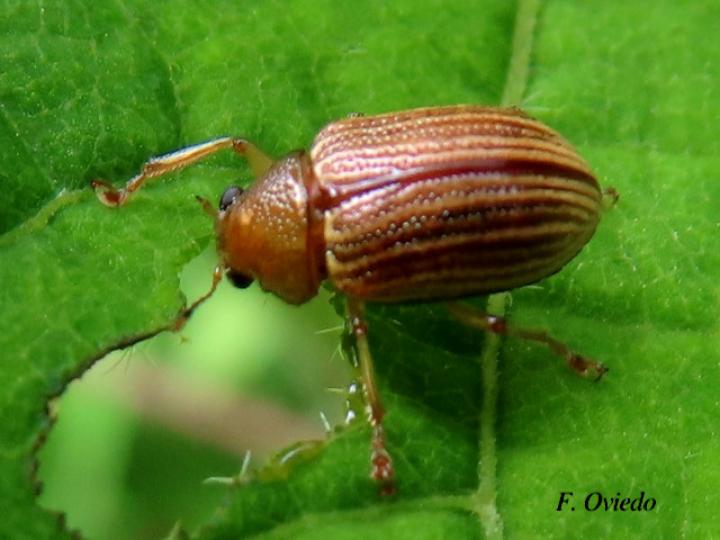 Colaspis brunnea