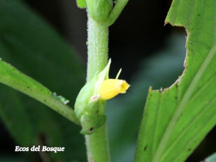 Columnea consanguinea