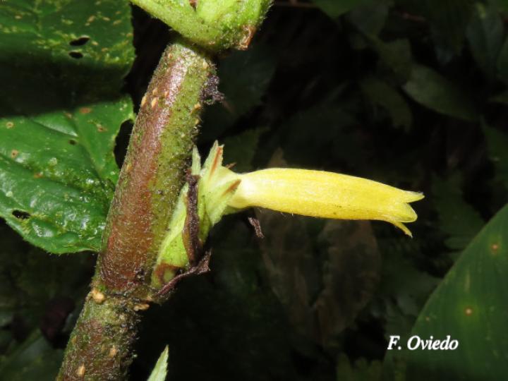 Columnea consanguinea